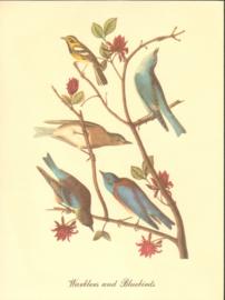 Warblers And Bluebirds