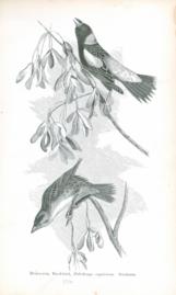 Bobolink Reed-Bird