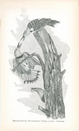 Golden-Winged Woodpecker