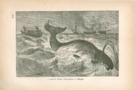 A Boats Crew Attacking A Whale