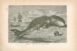 Enormous Whale Of The Arctic Regions