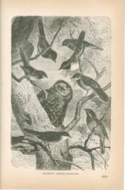 Graceful Hedge-Sparrows