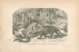 Immense Pre-Historic Animals - The Iguanodon And Megalosaurus