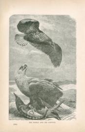 Sea Eagle And Its Captive