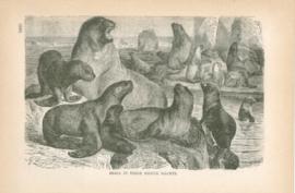 Seals In Their Native Haunts