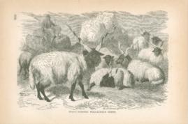 Spiral-Horned Wallachian Sheep