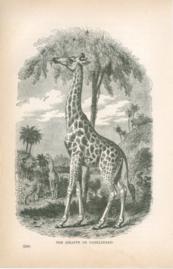The Giraffe Or Camelopard