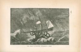 The Guge Cuttle-Fish Attacking A Ship
