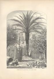 Florida Scene In St Augustine The Date Palm