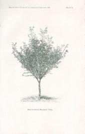 Half -Standard Mulberry Tree