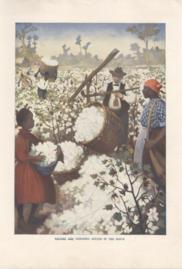 Picking And Weighing Cotton In The South