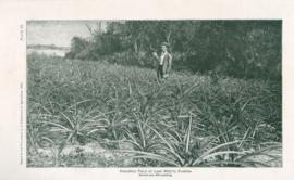 Pineapple Field At Lake Worth Florida
