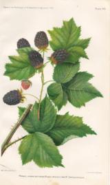 Primus - Hybrid Between Rubus Ursinus and R Crataegifolius