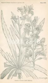 Trifolium Fucatum