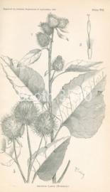 Trifolium Megacephalum
