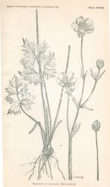 Trifolium Involucratum