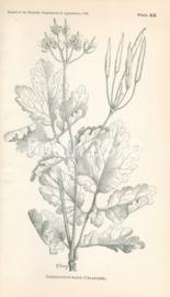 Trifolium Carolinianum