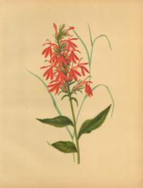 The Cardinal Flower