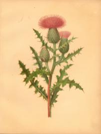 The Pasture Thistle