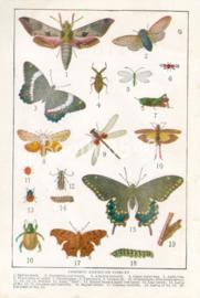 Common American Insects