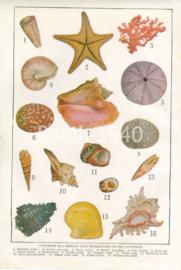 Common Sea Shells And Skeletons Of Sea Animals