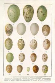 Eggs Of North American Birds