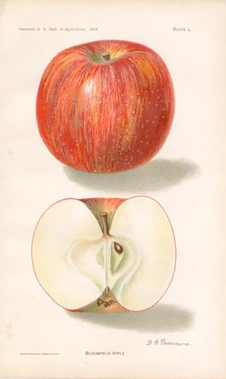 Bloomfield Apple