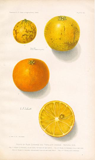 Fruits Of Rusk Citrange And Trifoliate Orange