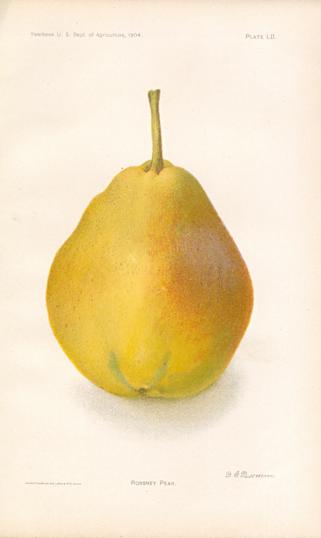 Rossney Pear