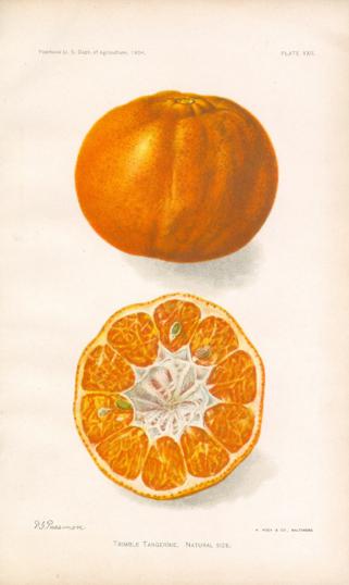 Trimble Tangerine
