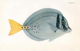 Yellow Tailed Sugeonfish