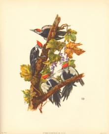 Bird Print 1012 3