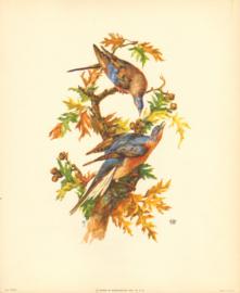 Bird Print 1012 6