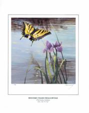 Butterfly Western Tiger Swallowtail