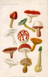 Twelve Poisonous Mushrooms
